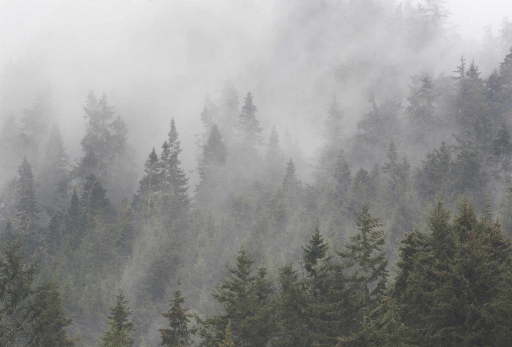 Misty and Foggy Clouds Hanging Over The Forest